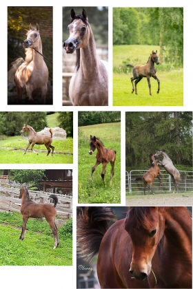 Pino Battisti allevatore cavalli arabi per passione - Allevamento Cavalli Arabi 